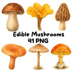 edible mushroom clipart bundle 64 watercolor png sublimation files foraging fungi art botanical kitchen botany art