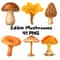 Edible Mushroom Clipart Bundle 64 Watercolor PNG Files Foraging Fungi Art Botanical Kitchen Decor P