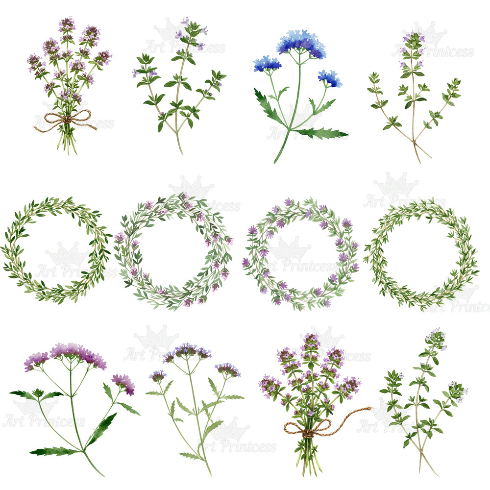 Summer Solstice Herbs Clipart Bundle Botanical Watercolor Clipart Summer Flowers  Herbs Printables 1