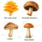 Edible Mushroom Clipart Bundle 64 Watercolor PNG Files Foraging Fungi Art Botanical Kitchen Decor P 6