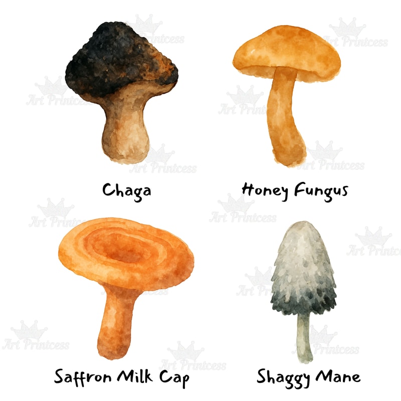 Edible Mushroom Clipart Bundle 64 Watercolor PNG Files Foraging Fungi Art Botanical Kitchen Decor P 7