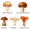 Edible Mushroom Clipart Bundle 64 Watercolor PNG Files Foraging Fungi Art Botanical Kitchen Decor P 13