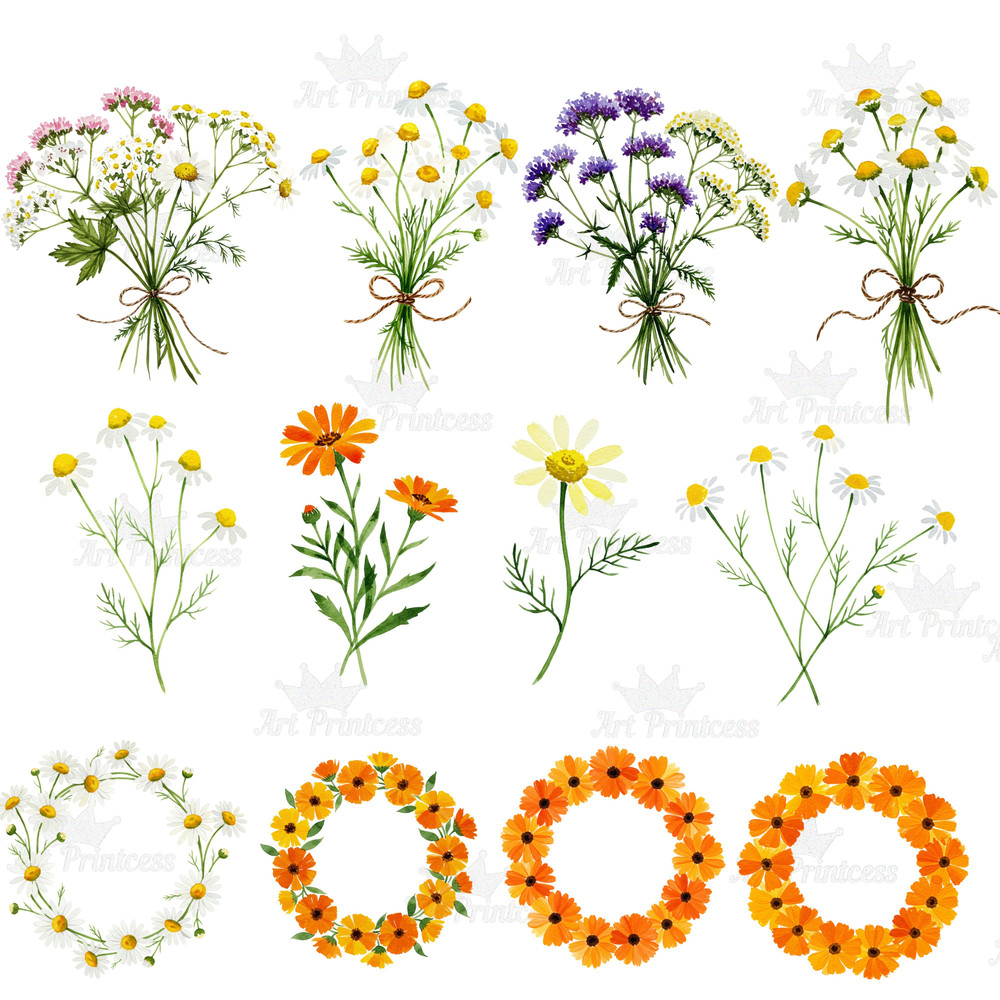 Summer Solstice Herbs Clipart Bundle Botanical Watercolor Clipart Summer Flowers  Herbs Digital Dow 6
