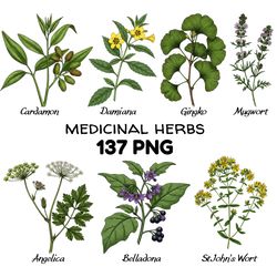 vintage medicinal herbs clipart bundle botanical illustrations png digital download for herbalist, apothecary, herbarium