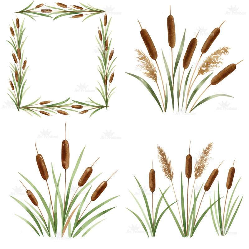 Cattail Grass Watercolor Clipart PNG Bundle Rustic Wetland Botanical Art Wild Grass Reeds Digital D