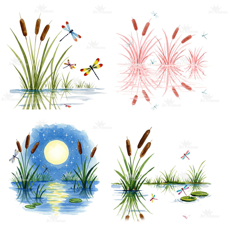 Cattail Grass Watercolor Clipart PNG Bundle Rustic Wetland Botanical Art Wild Grass Reeds Digital D