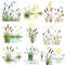 Cattail Grass Watercolor Clipart PNG Bundle Rustic Wetland Botanical Art Wild Grass Reeds Digital D