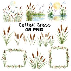 cattail grass watercolor clipart png bundle rustic wetland botanical art wild grass reeds digital download sublimation