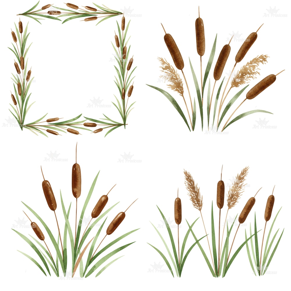 Cattail Grass Watercolor Clipart PNG Bundle Rustic Wetland Botanical Art Wild Grass Reeds Printable