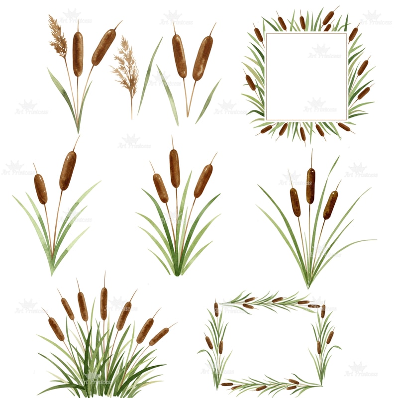 Cattail Grass Watercolor Clipart PNG Bundle Rustic Wetland Botanical Art Wild Grass Reeds Printable