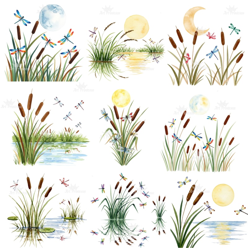 Cattail Grass Watercolor Clipart PNG Bundle Rustic Wetland Botanical Art Wild Grass Reeds Printable