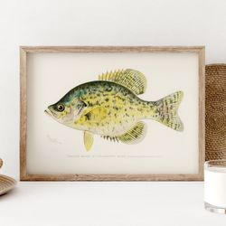 calico bass fish print, vintage fishing poster wall art decor, strawberry bass gift for fisherman gifts poster lake hous