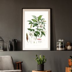 vintage plant and flower botany poster illustration