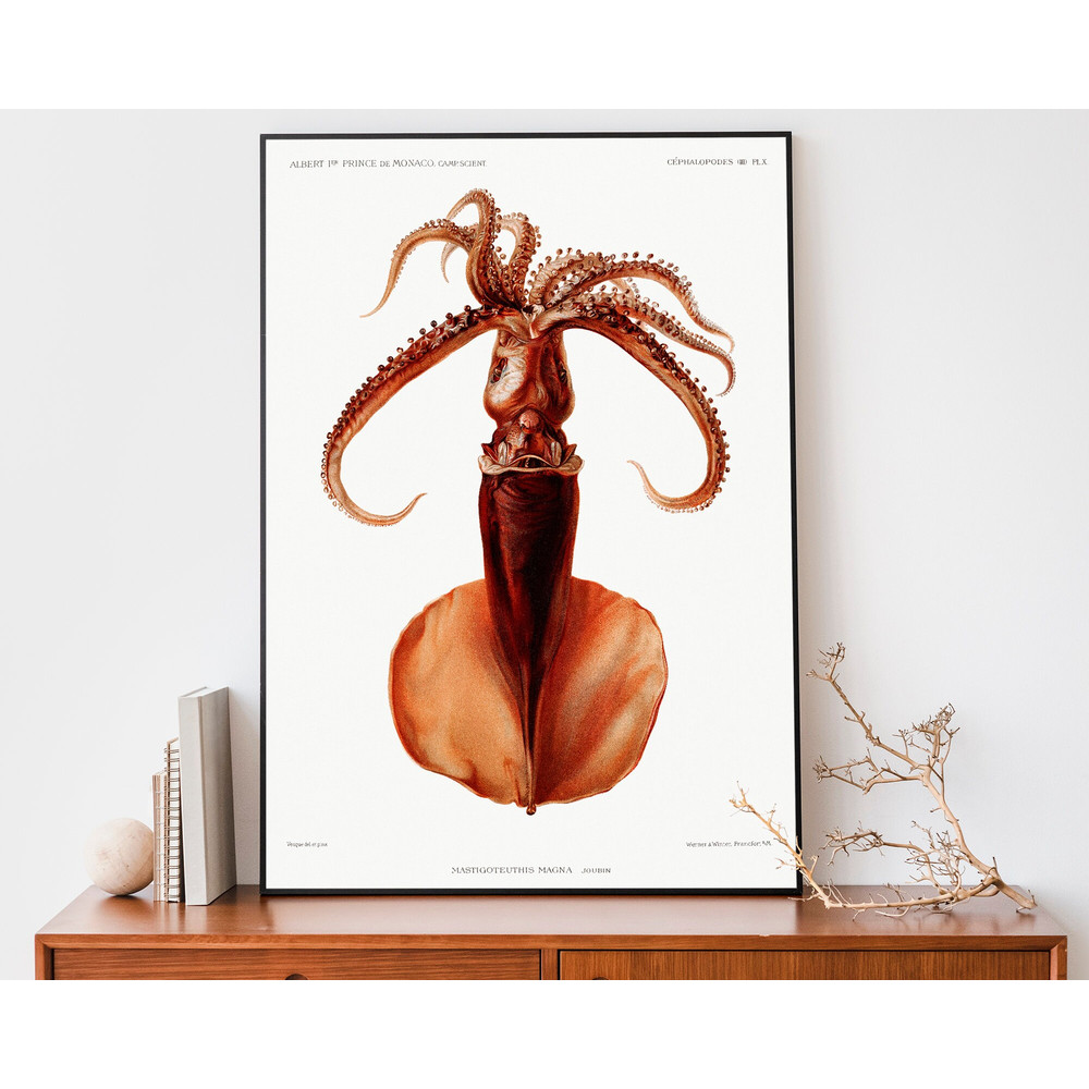 Vintage Squid Illustration, Ocean Wall Art, Sealife Poster, Natural History Art.jpg
