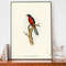 John Audubon Cuckoo Art Print, Bird Illustration, Bird Lover Gift, Farmhouse Decor.jpg