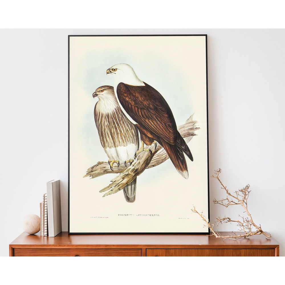 Sea Eagle Vintage Art Print, Birds Of Australia Poster, Antique Eagle Illustration.jpg