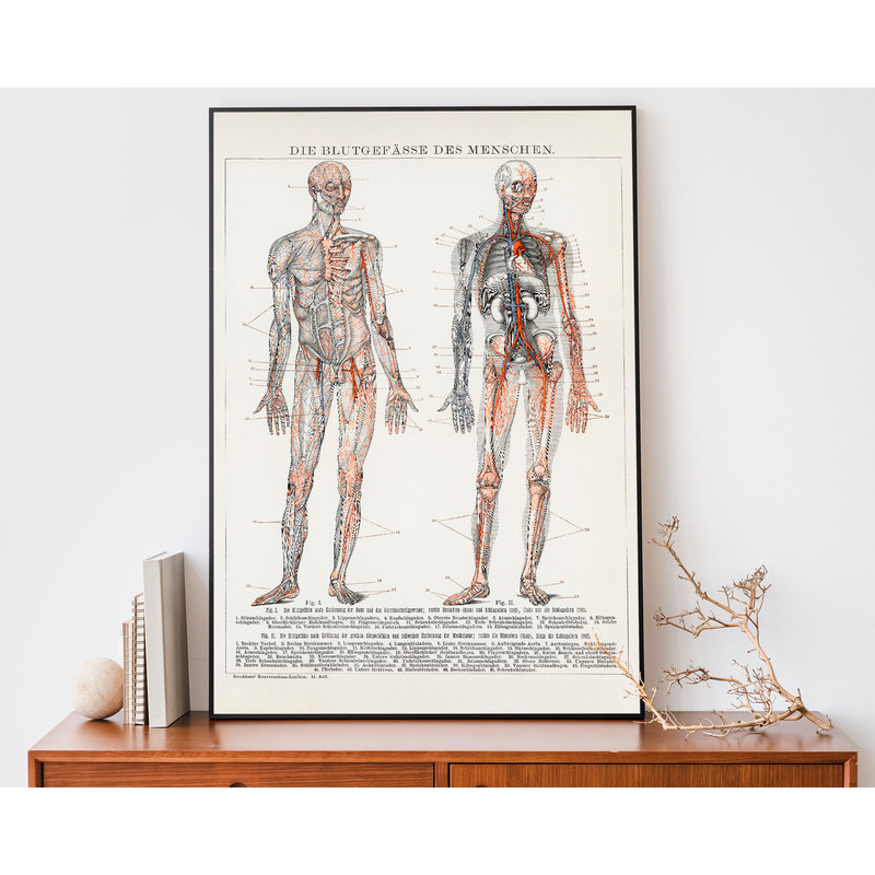 Vintage Human Anatomy Print, Medical Wall Art, Cardiovascular Chart, Antique Lithograph.jpg