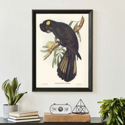 john audubon cockatoo art print, vintage birds of australia poster, antique parrot wall art