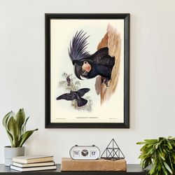 vintage cockatoo art print, john audubon birds of australia poster, antique parrot wall art