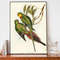 John Gould Parrakeet Art Print, Vintage Birds Of Australia Poster, Antique Parrot Illustration.jpg