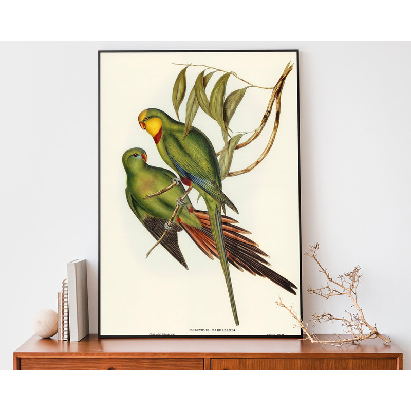 John Gould Parrakeet Art Print, Vintage Birds Of Australia Poster, Antique Parrot Illustration.jpg