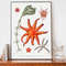Vintage Sea Life Art Print, Starfish poster, Science Wall Art, Natural History Art, Boho Print.jpg