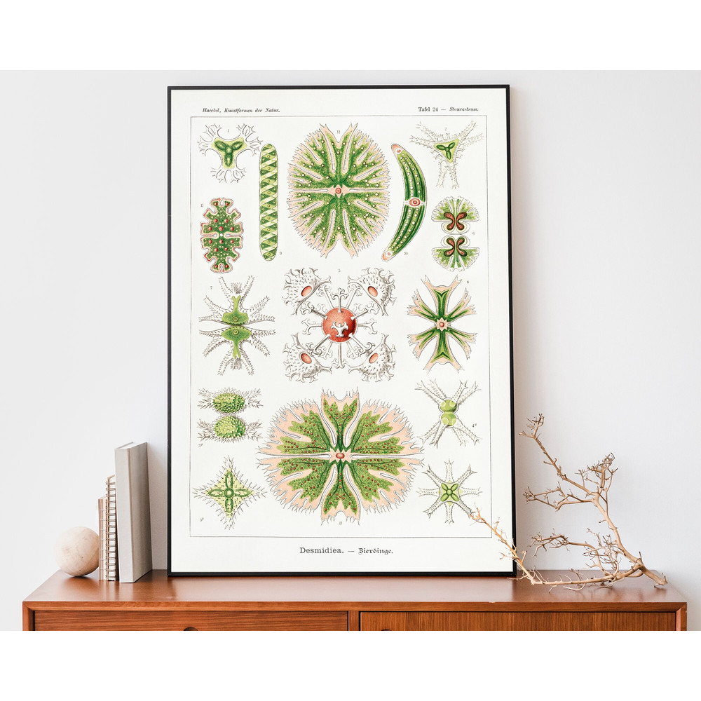 Vintage Ernst Haeckel Art Print, Botanical Poster, Nature Drawing, Scientific Chart, Lithograph Art.jpg
