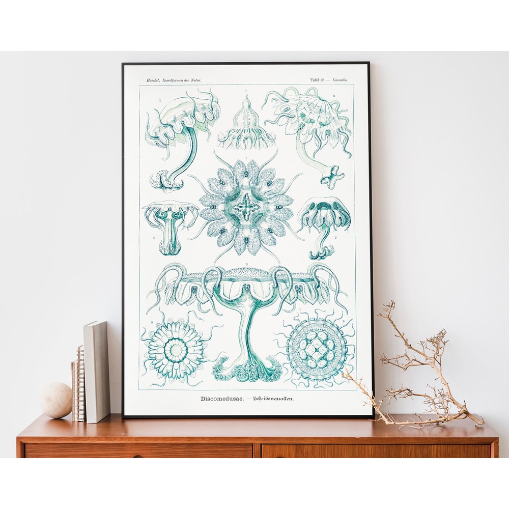 Vintage Ernst Haeckel Art Print, Discomedusae Drawing, Scientific Chart, Marine Biology Illustration.jpg