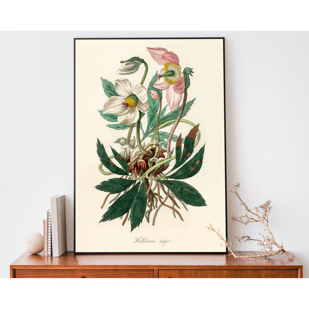 Vintage Christmas Rose Art Print, Festive Flower Poster, Botany Illustration, Antique Botanical Print.jpg