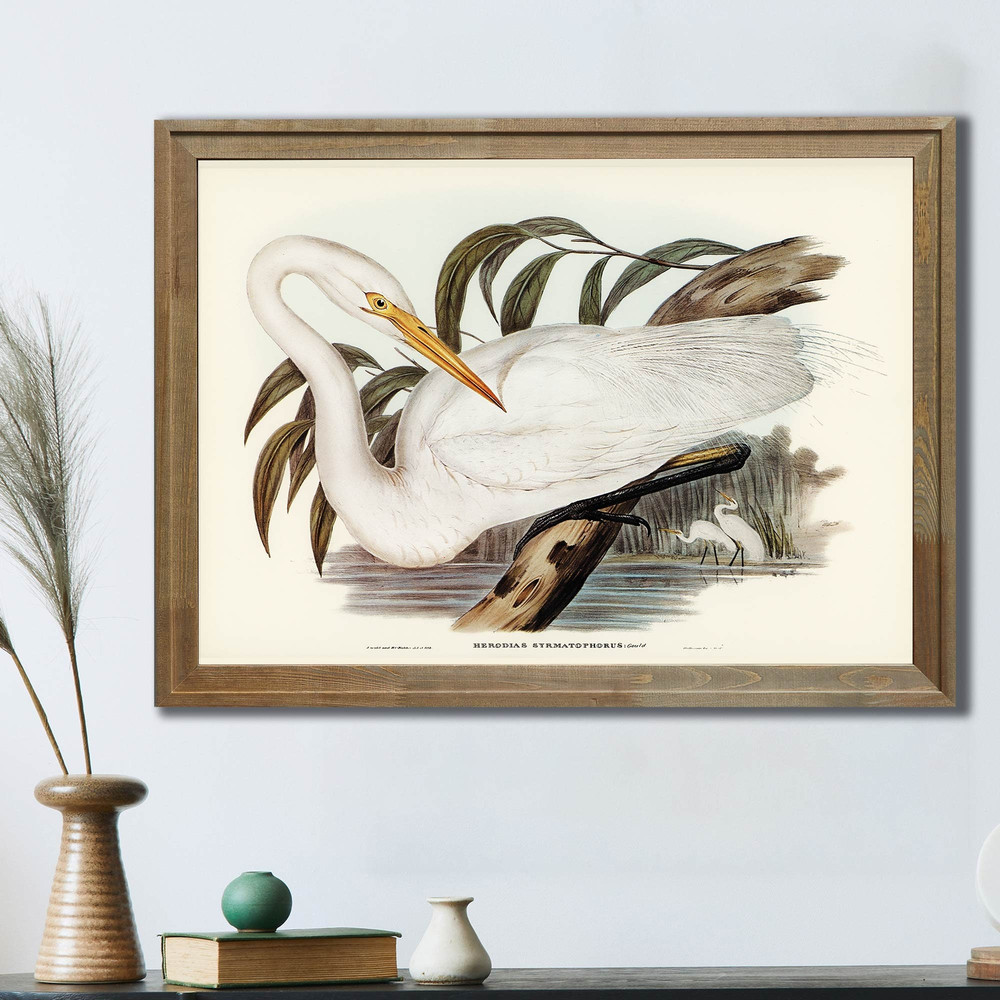 Vintage Heron John Audubon Bird Art Print, Vintage Birds Of Australia Poster, Antique Bird Illustration.jpg