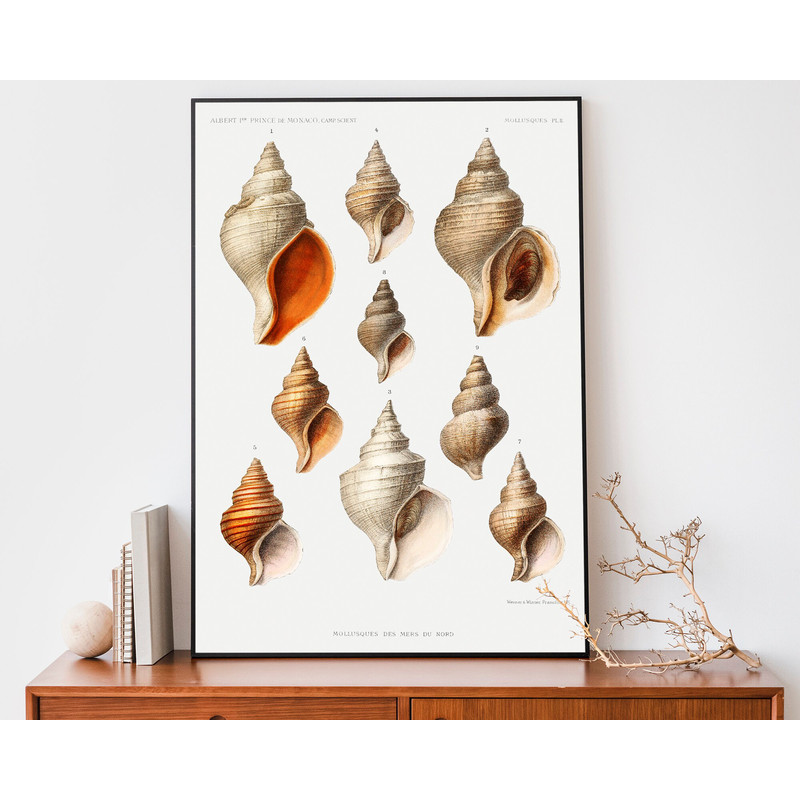 Vintage Molluscs Print, Sea Shells Poster, Antique Sea Life Wall Art, Marine Life Poster, Coastal Decor.jpg