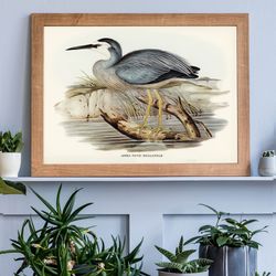 vintage heron john audubon bird art print, vintage birds of australia poster, antique bird illustration-1