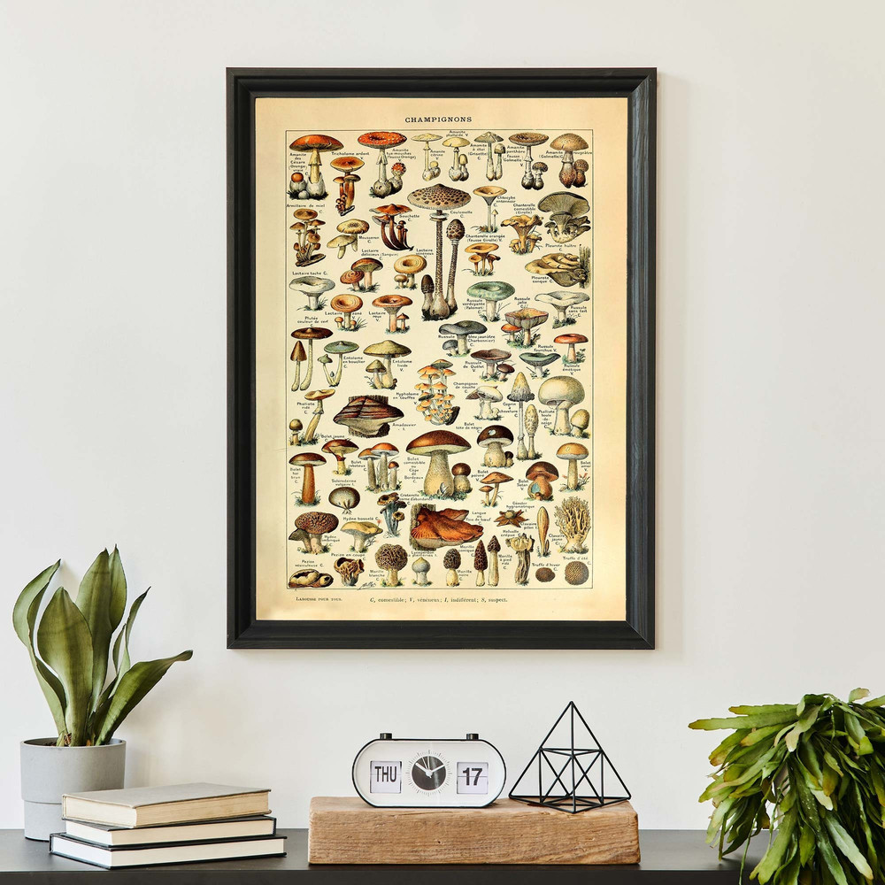 Vintage Mushroom Poster, Adolphe Millot Champignons Print, Antique Fungi Illustration, Botanical Home Decor.jpg