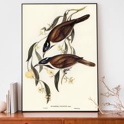 vintage bird illustration, elizabeth-gould drawing, vintage birds of australia poster, antique bird wall art