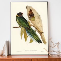 parakeet art print, elizabeth-gould illustration, vintage birds of australia poster, antique parrot wall art