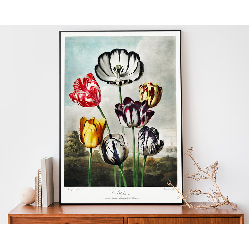 Tulips From The Temple of Flora By Robert John Thornton, Vintage Flower Illustration, Antique Botanical Poster.jpg