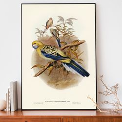 parakeet art print, elizabeth-gould illustration, vintage birds of australia poster, antique parrot wall art-1
