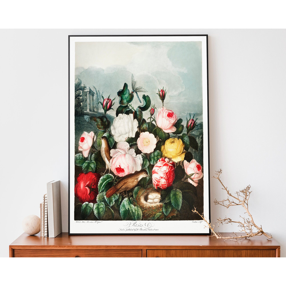 Roses from The Temple of Flora Art Print, Robert John Thornton Illustration, Flower Painting, Botanical Wall Art.jpg
