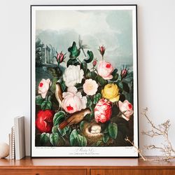 roses from the temple of flora art print, robert john thornton illustration, flower painting, botanical wall art