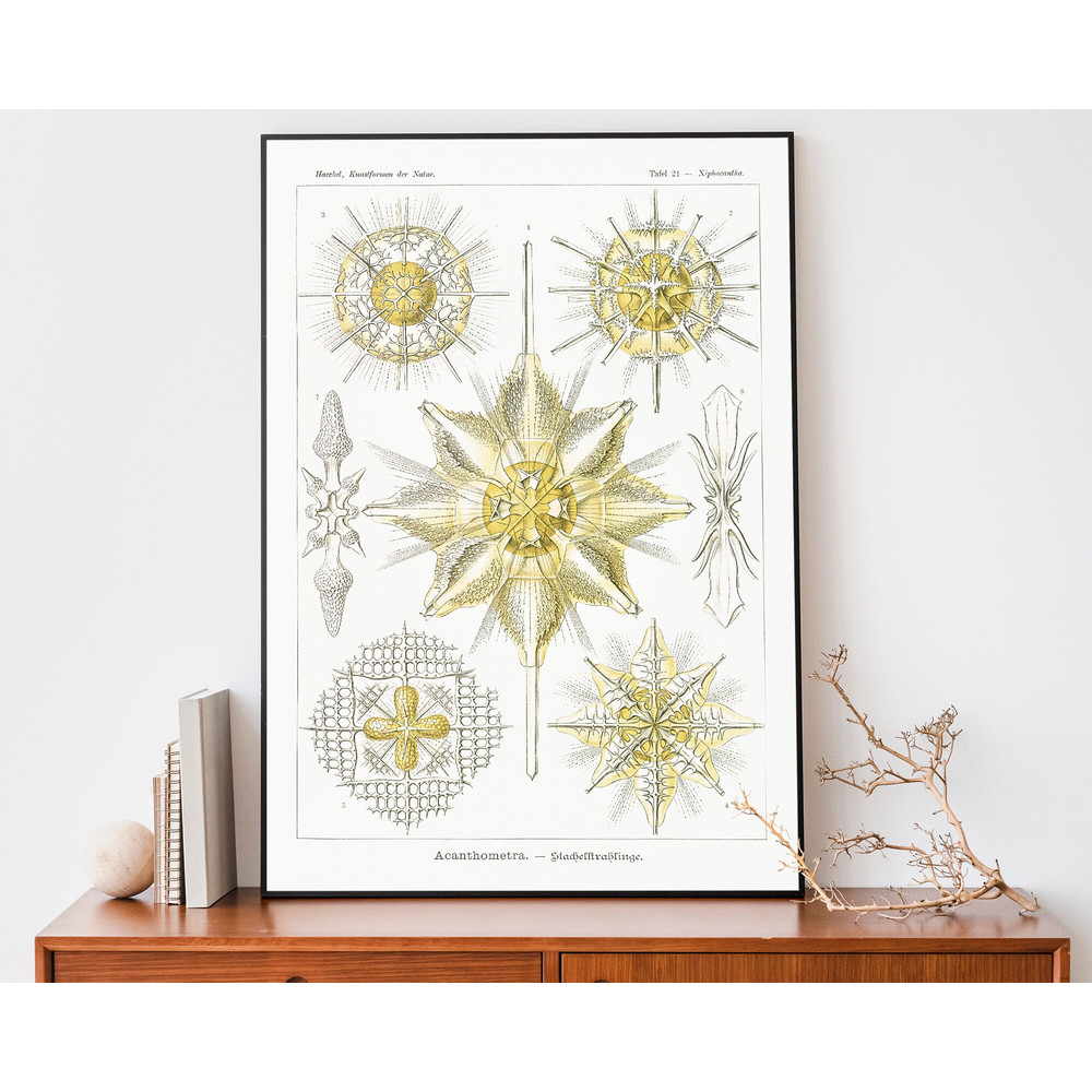 Vintage Ernst Haeckel Art Print, Ocean Poster, Acanthometra Drawing, Scientific Chart, Marine Biology Illustration.jpg