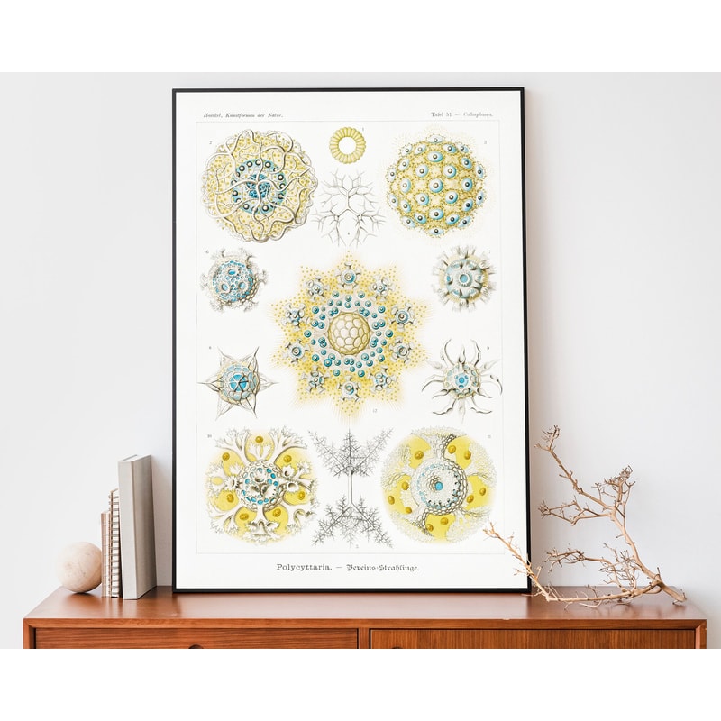 Vintage Ernst Haeckel Art Print, Ocean Poster, Polycyttaria Drawing, Scientific Chart, Marine Biology Illustration.jpg
