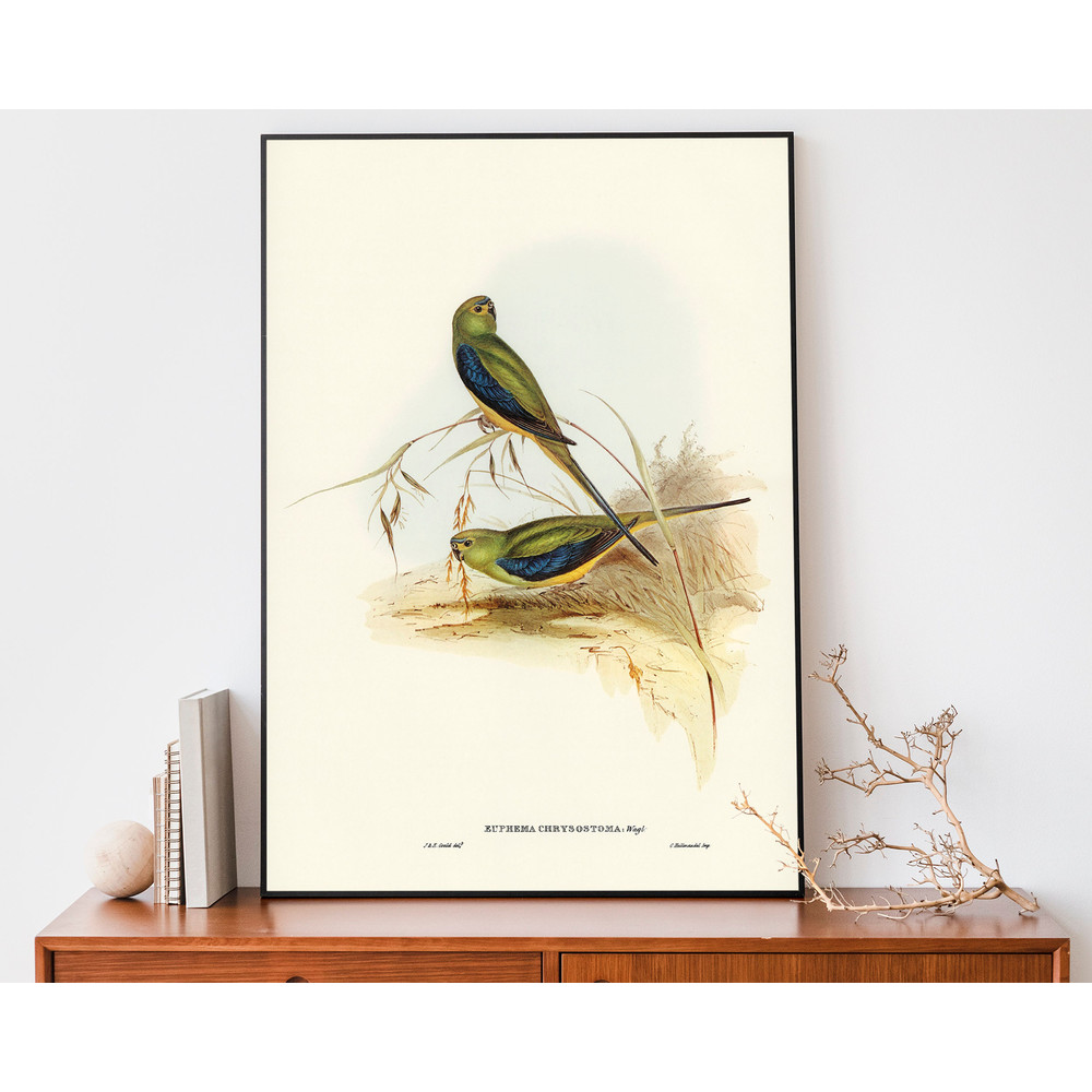 Vintage Parakeet Art Print, Elizabeth-Gould Illustration, Vintage Birds Of Australia Poster, Antique Parrot Wall Art.jpg