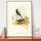 Vintage Parakeet Art Print, Elizabeth-Gould Illustration, Vintage Birds Of Australia Poster, Antique Parrot Wall Art.jpg
