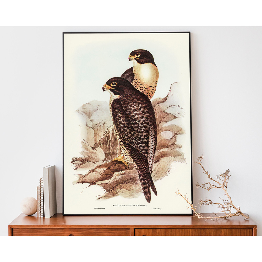 Vintage Falcon Art Print, Elizabeth-Gould Illustration, Vintage Birds Of Australia Poster, Antique Bird Of Prey Wall Art.jpg