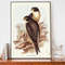 Vintage Falcon Art Print, Elizabeth-Gould Illustration, Vintage Birds Of Australia Poster, Antique Bird Of Prey Wall Art.jpg