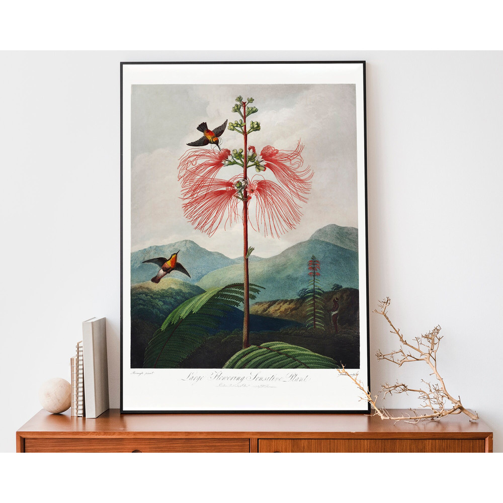 Vintage Flower Print, Red Flower from The Temple of Flora Art Print, Robert John Thornton Illustration, Botanical Wall Art.jpg