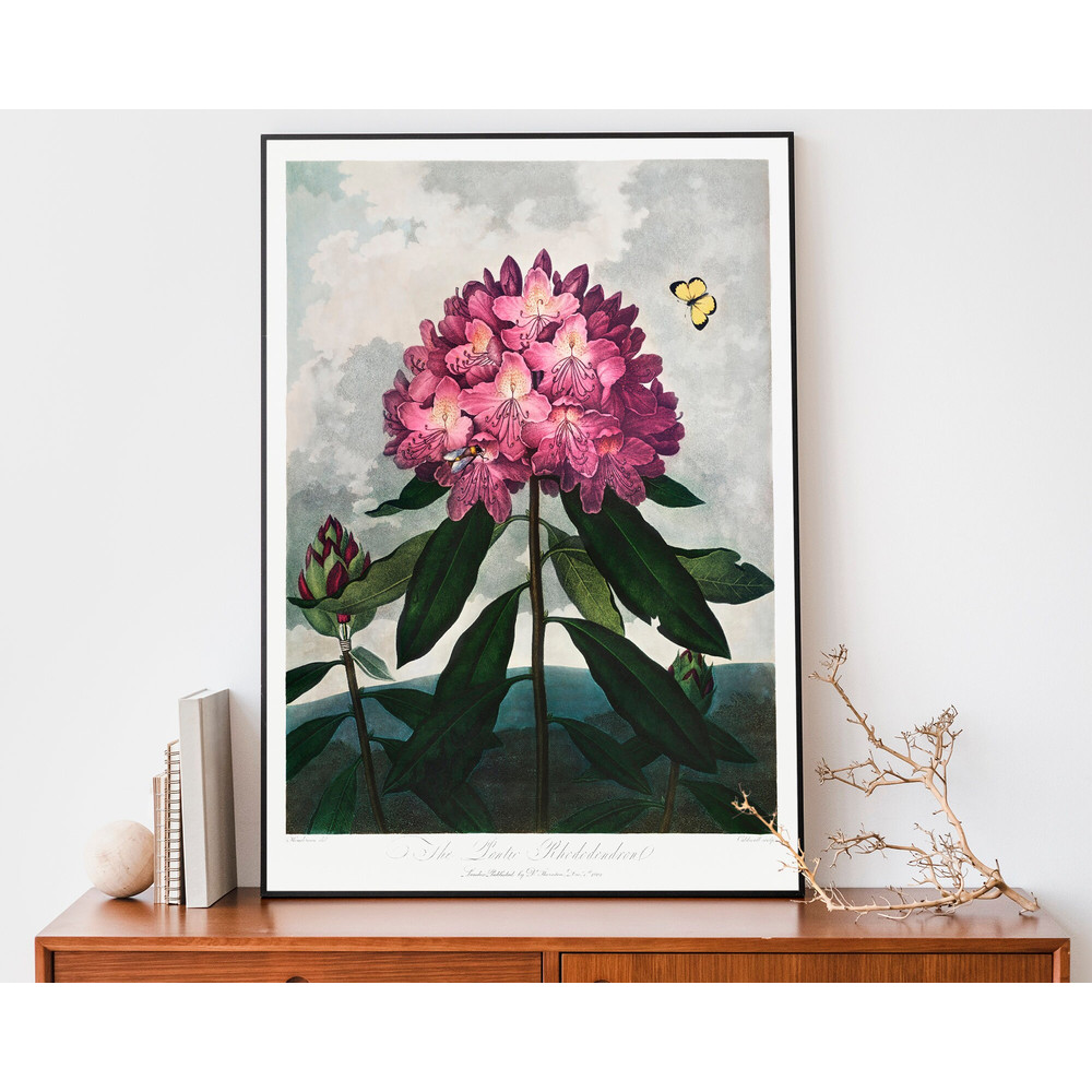 Vintage Flower Print, Rhododendron from The Temple of Flora Art Print, Robert John Thornton Illustration, Botanical Wall Art.jpg