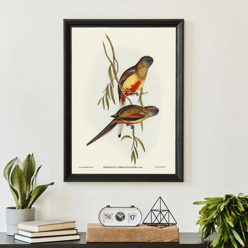 Parakeet Bird Art Print, John Audubon, Elizabeth Gould Illustration, Vintage Birds Of Australia Poster, Antique Bird Illustration-1.jpg