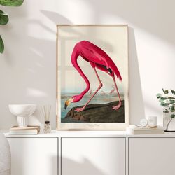 vintage bird print, flamingo print, audubon bird print, pink flamingo bird poster, american flamingo audubon birds of am