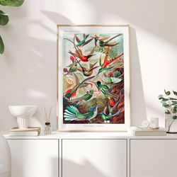 vintage birds poster, 1904 - haeckel prints, kolibris art nature print, tropical bird wall art, hummingbirds wall art, b